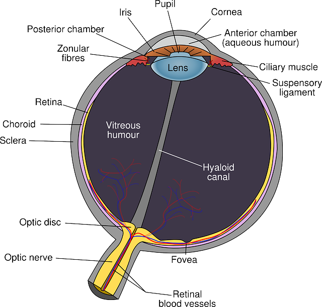 All About Optical Lens